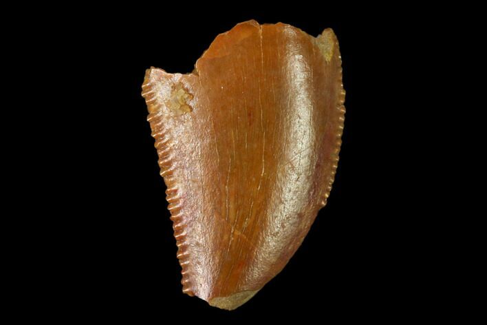 Serrated, Raptor Tooth - Real Dinosaur Tooth #158937